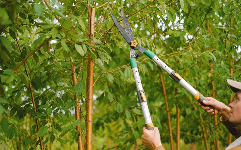 Tree trimming in Sebree, KY